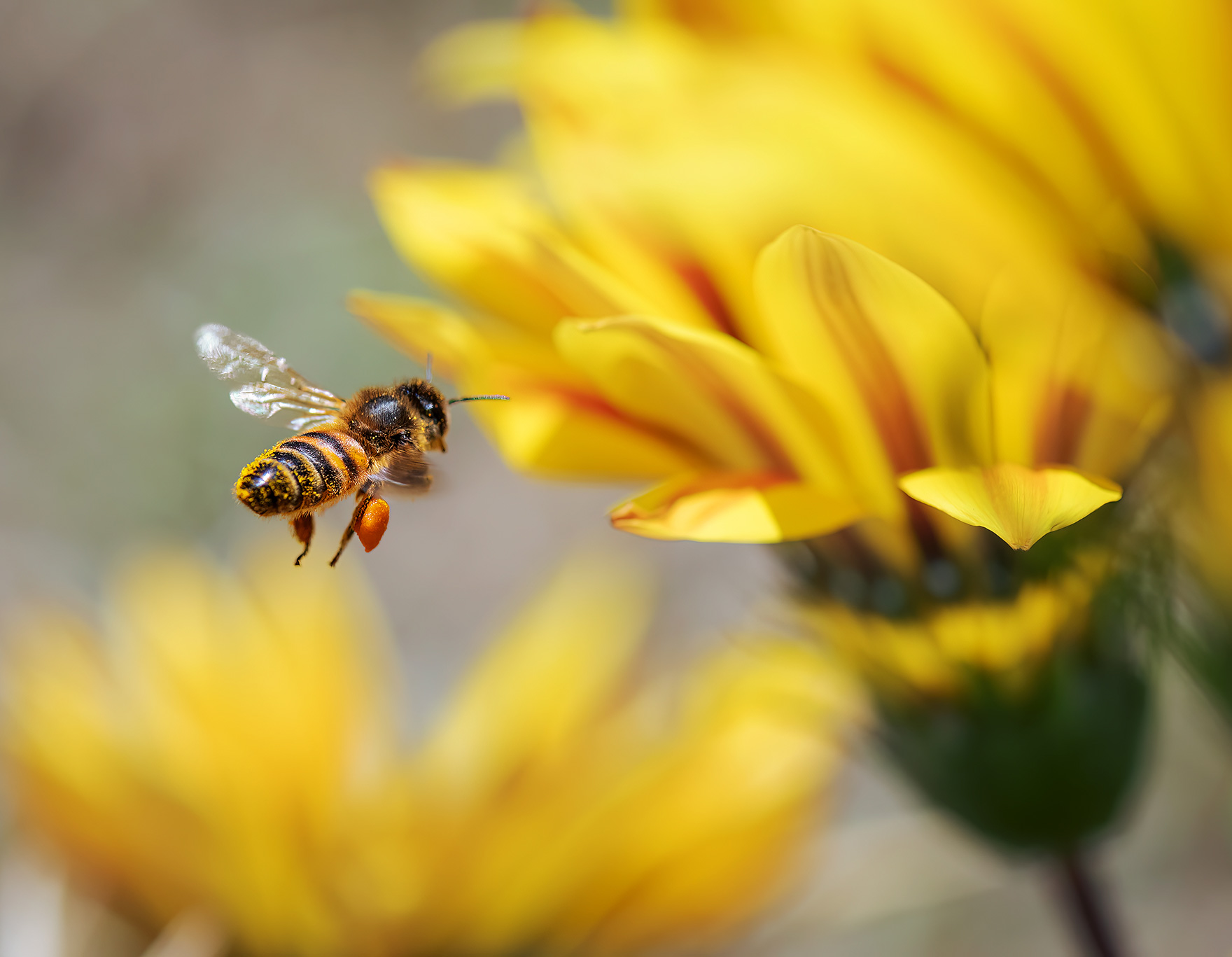 Close-up of a bee at work, the TAG hive